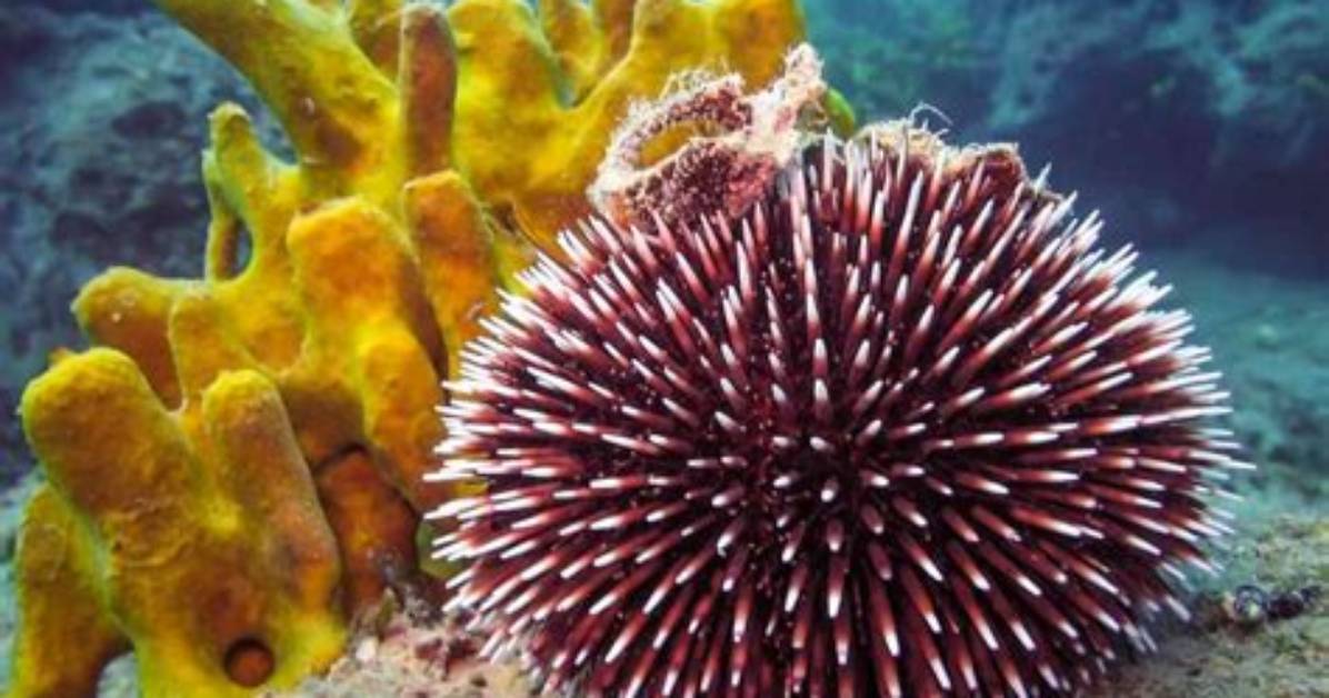 Where Does the Word Echinoderms Come From