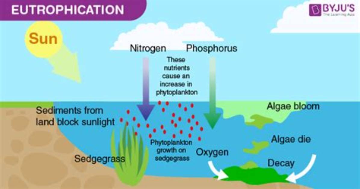 Where Does the Word Eutrophic Come from?