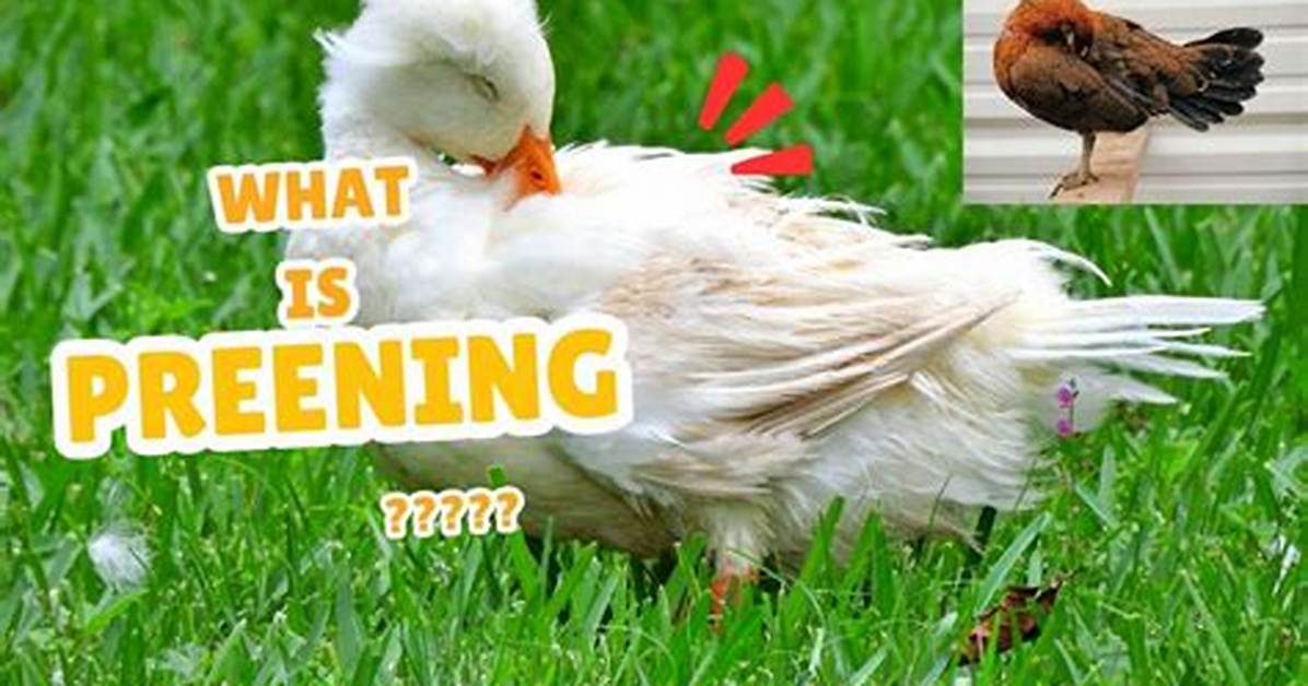 Where Does the Word Preening Come from?