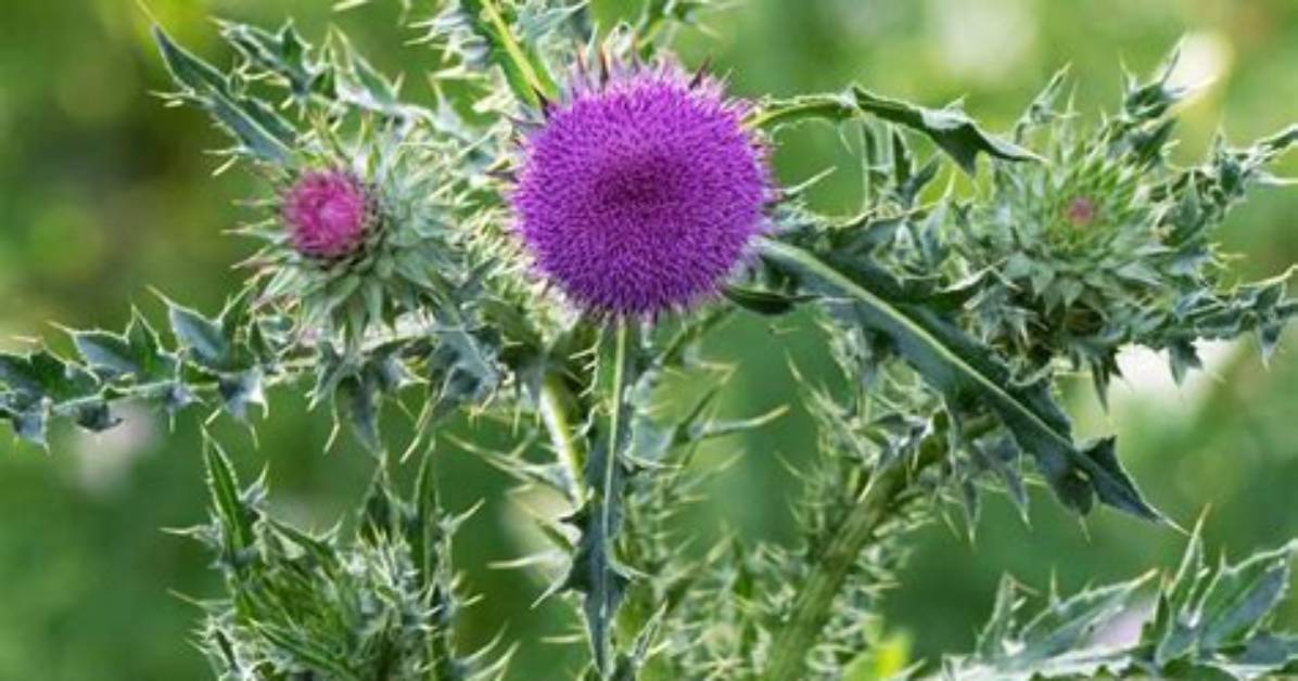 Where Does Thistle Grow