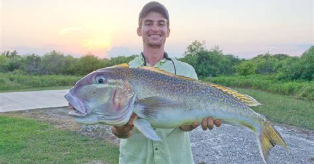 Where Does Tilefish Come from?