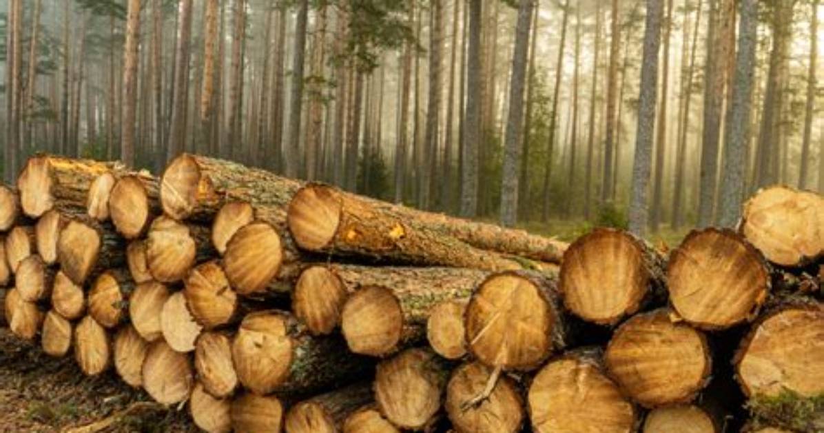 Where Does Timber Come from?