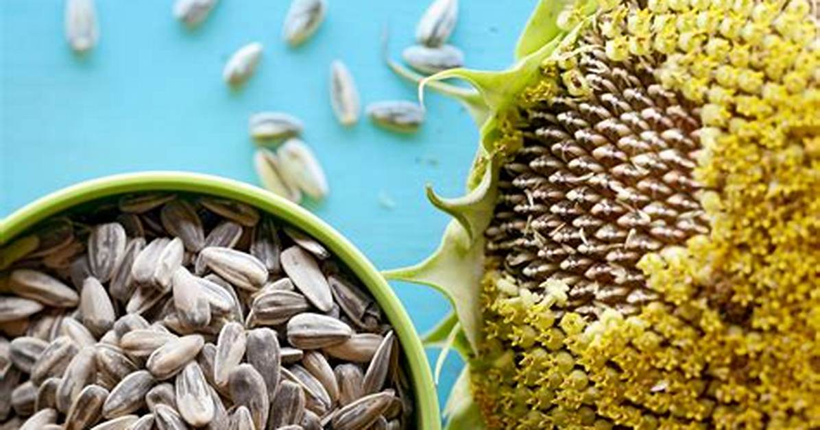 Where Does Tournesol Come from?