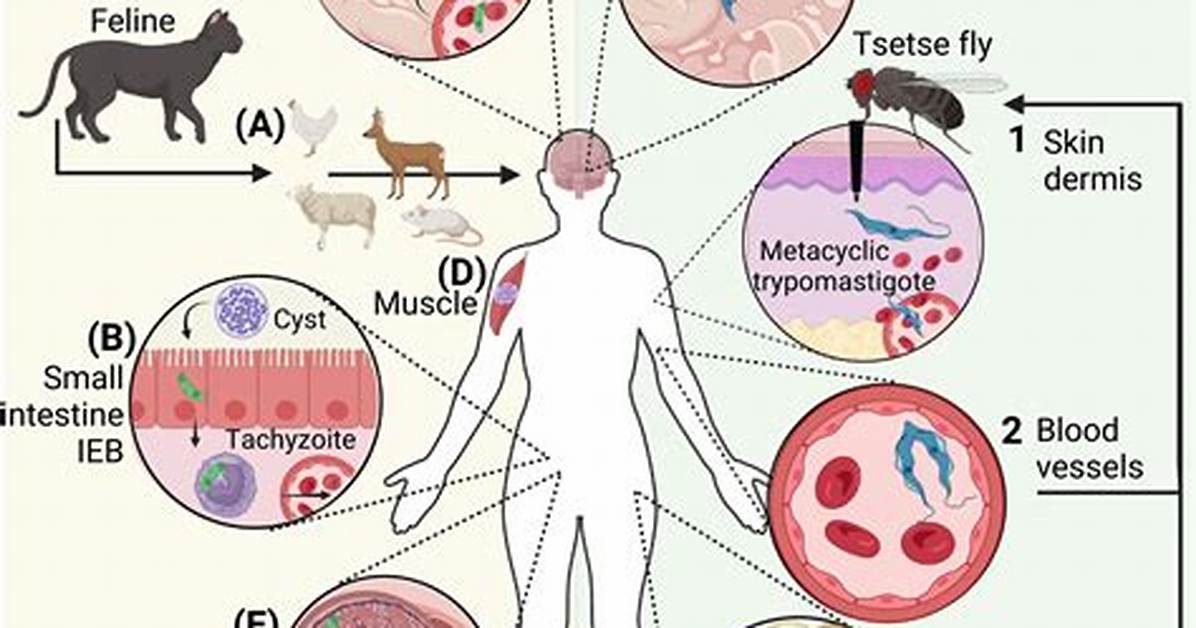 Where Does Toxoplasma Live?