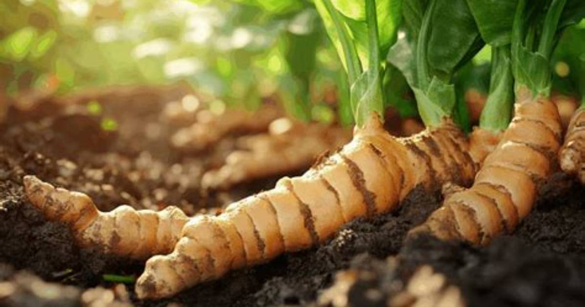 Where Does Turmeric Come From