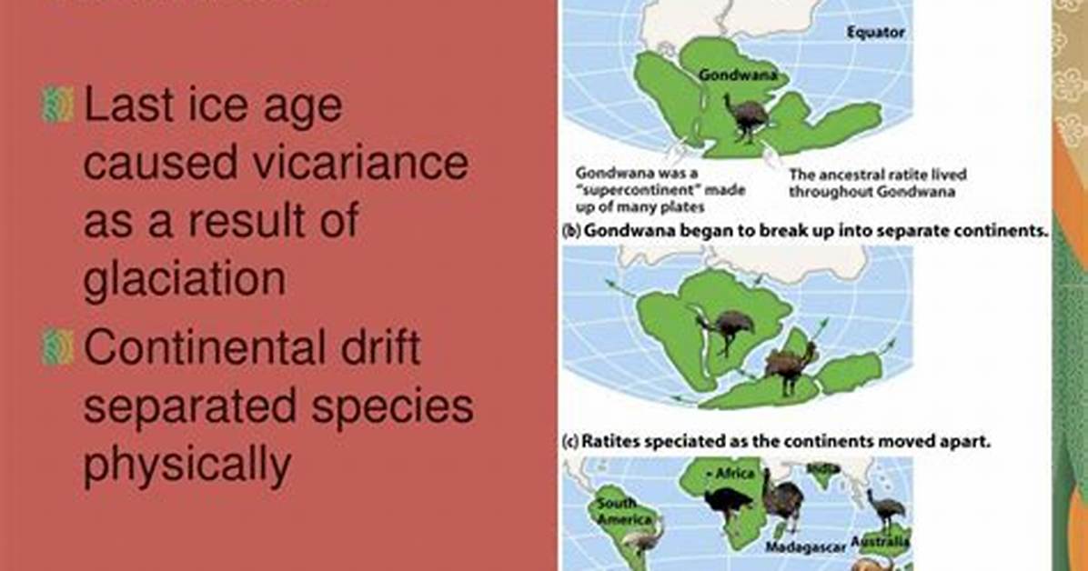 Where Does Vicariance Occur?