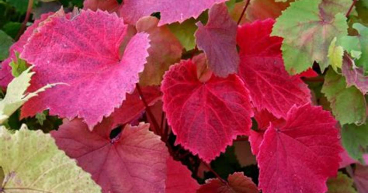 Where Does Vitis Coignetiae Grow?