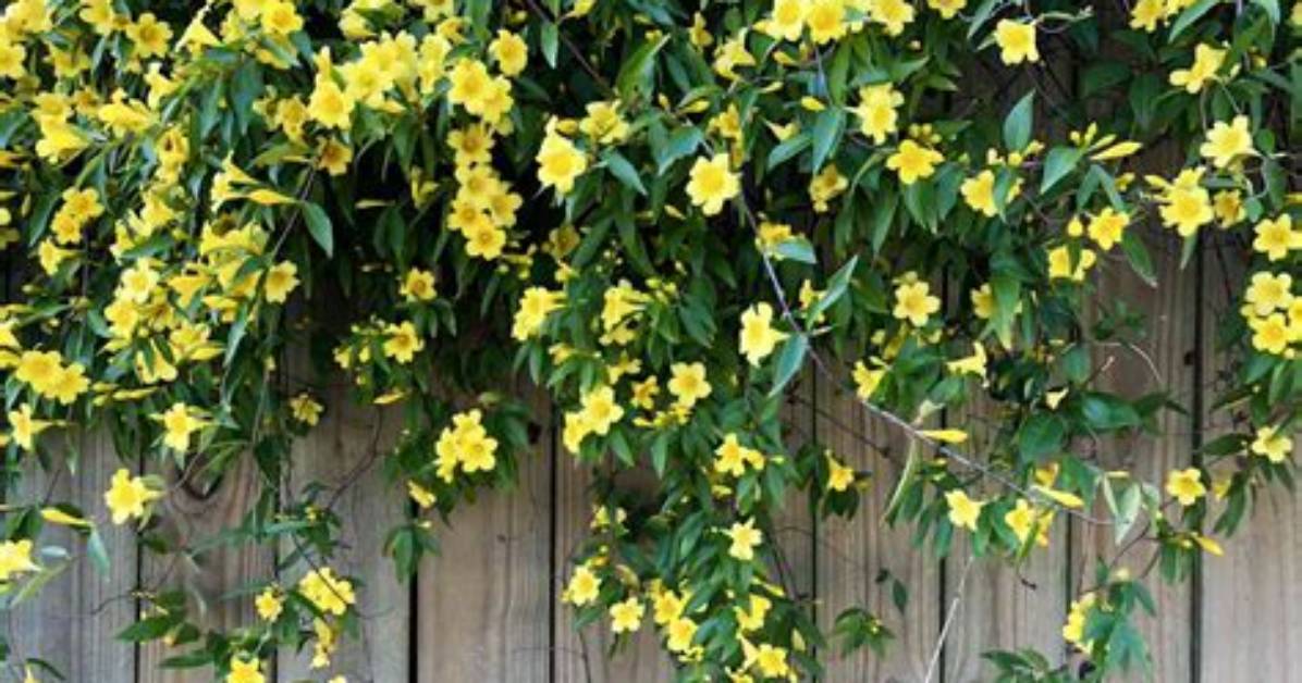 Where Does Yellow Jasmine Grow