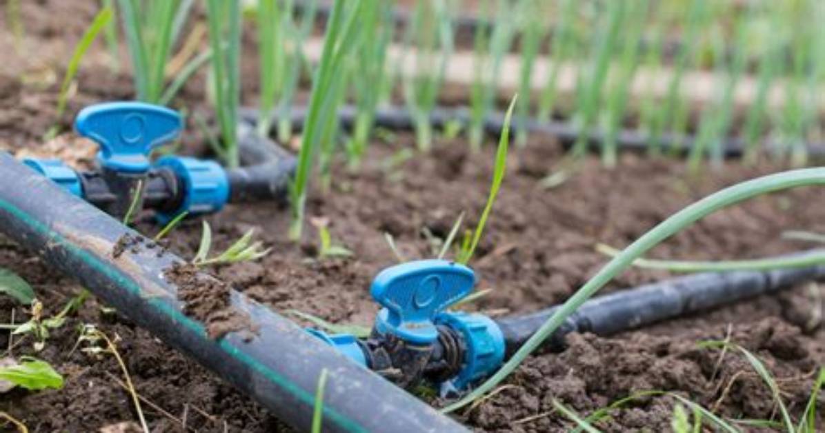 Where Drip Irrigation Is Used?