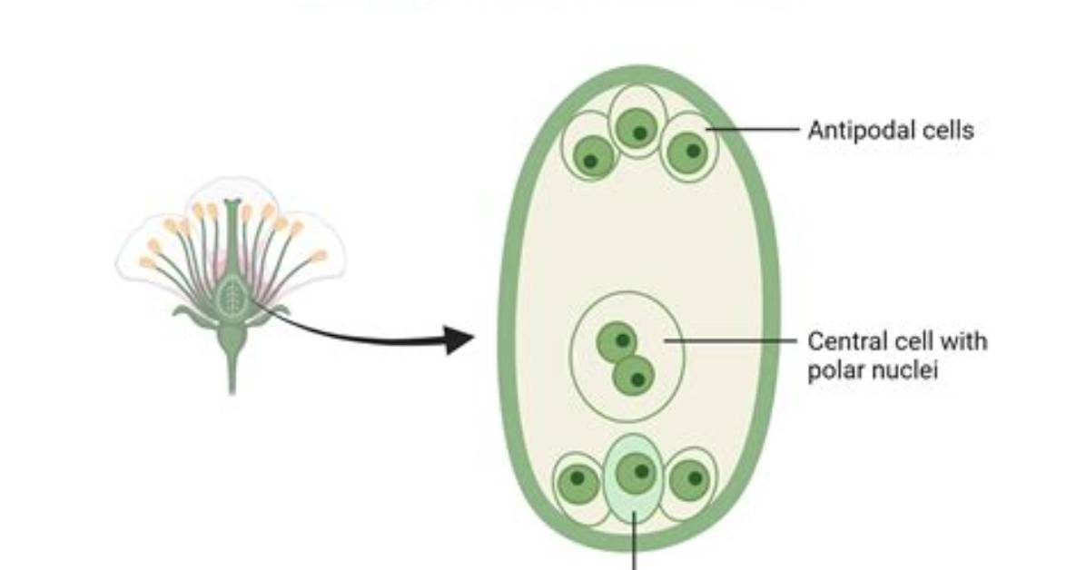 Where Embryo Sac Is Located?