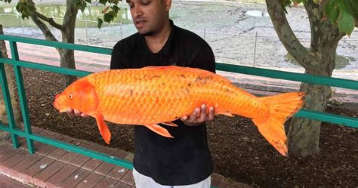 Where Goldfish Is Found?