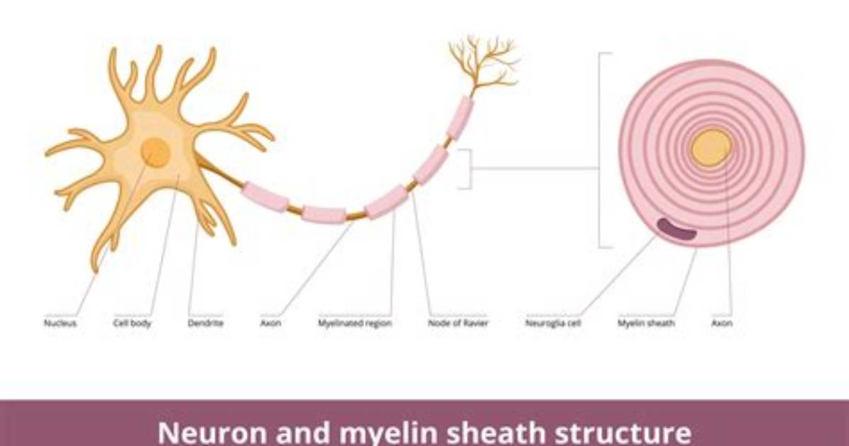 Where Is a Neuron Located?