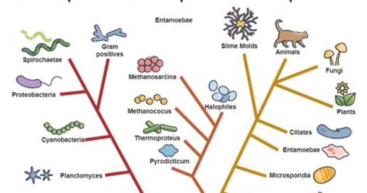 Where Is a Phylogenetic Tree?