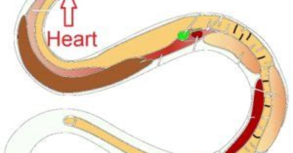 Where Is a Snakes Heart Located