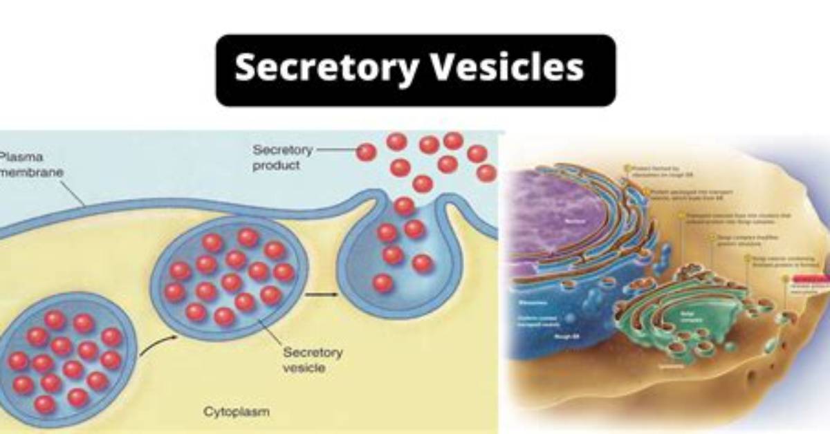 Where Is a Vesicle Found