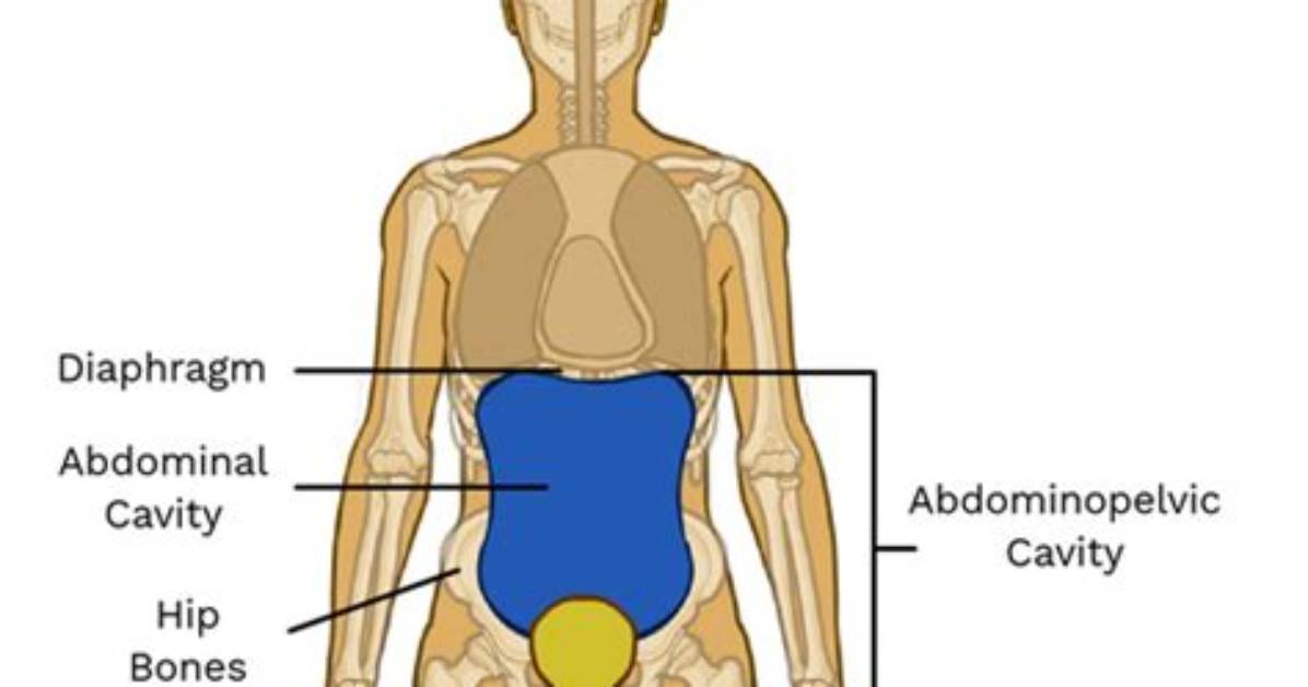 Where Is Abdominal Cavity Located?