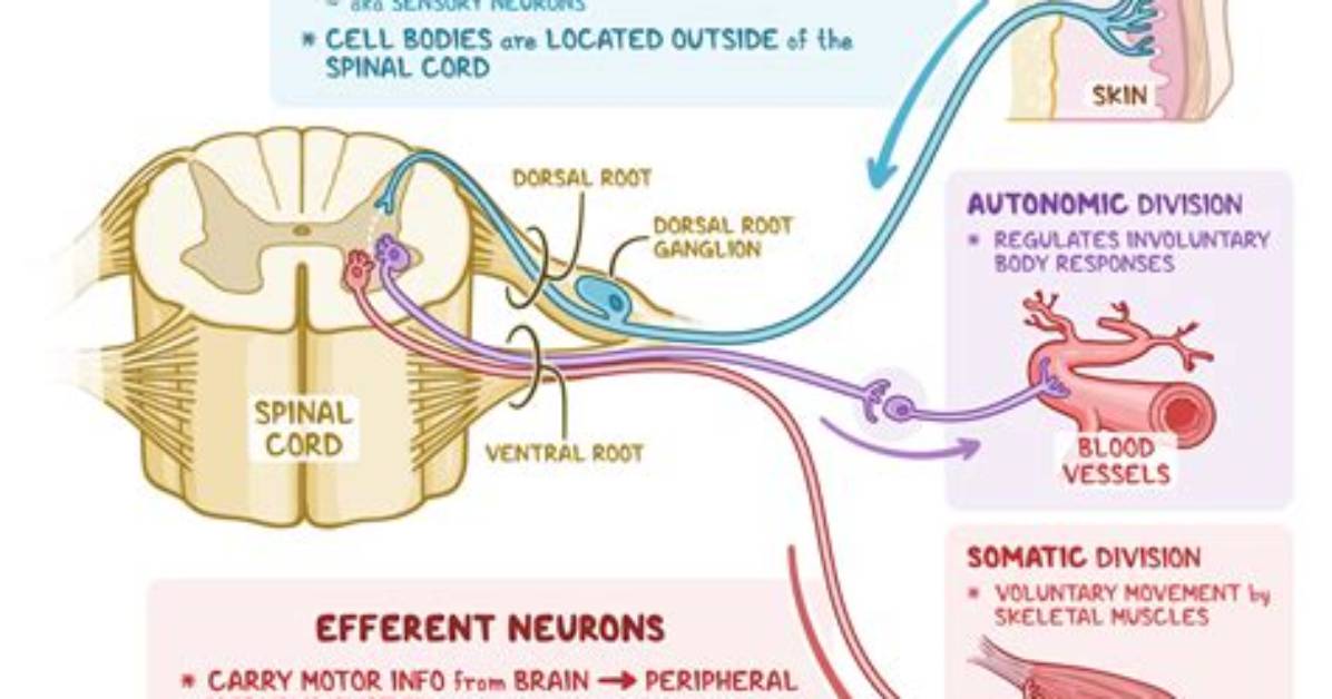 Where Is Afferent Neuron?