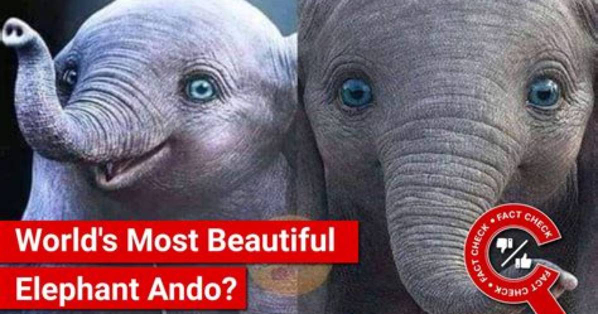 Where Is Ando Elephant?