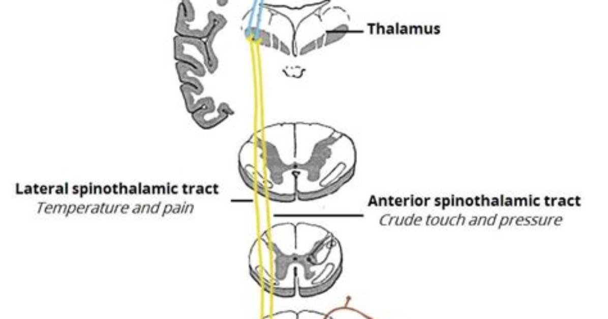 Where Is Anterolateral System?