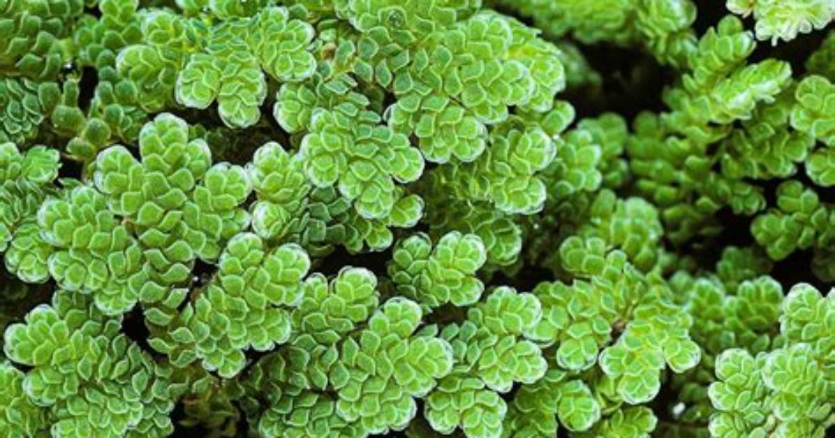 Where Is Azolla Found