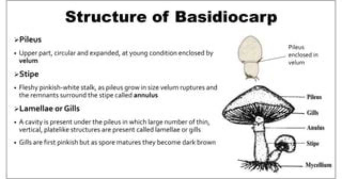 Where Is Basidiocarp Located?