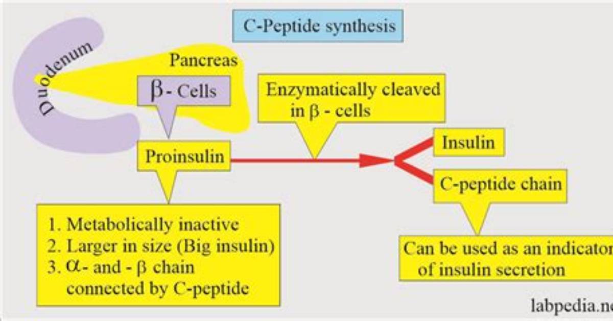 Where Is C Peptide Cleaved?