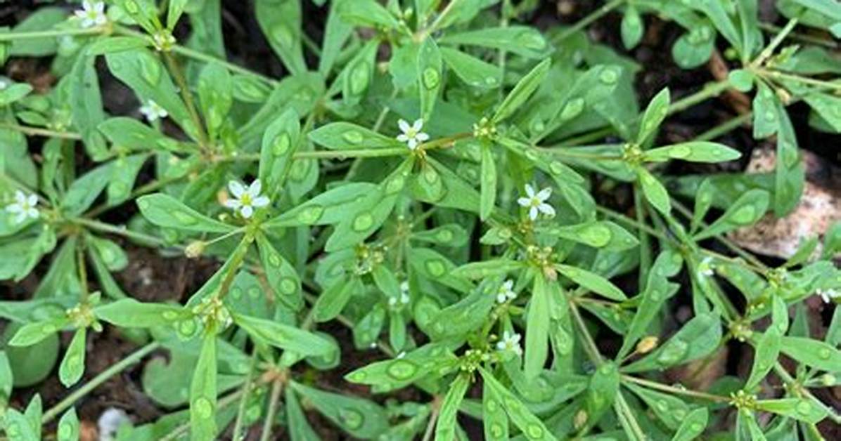 Where Is Carpetweed Native to?