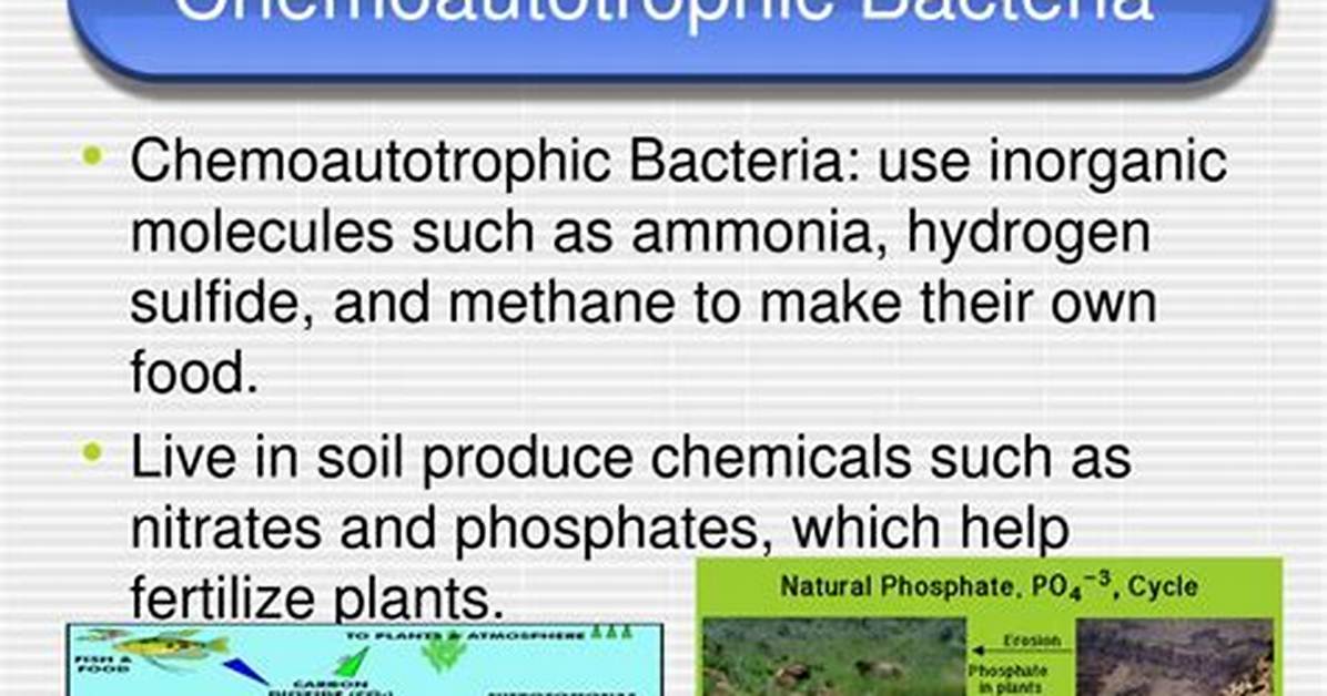 Where Is Chemoautotrophic Found?