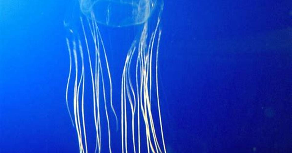 Where Is Chironex Fleckeri Mostly Found?