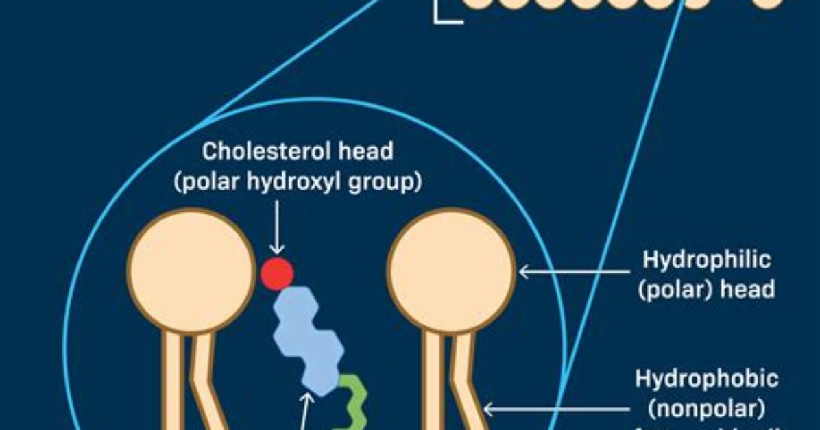 Where Is Cholesterol Found