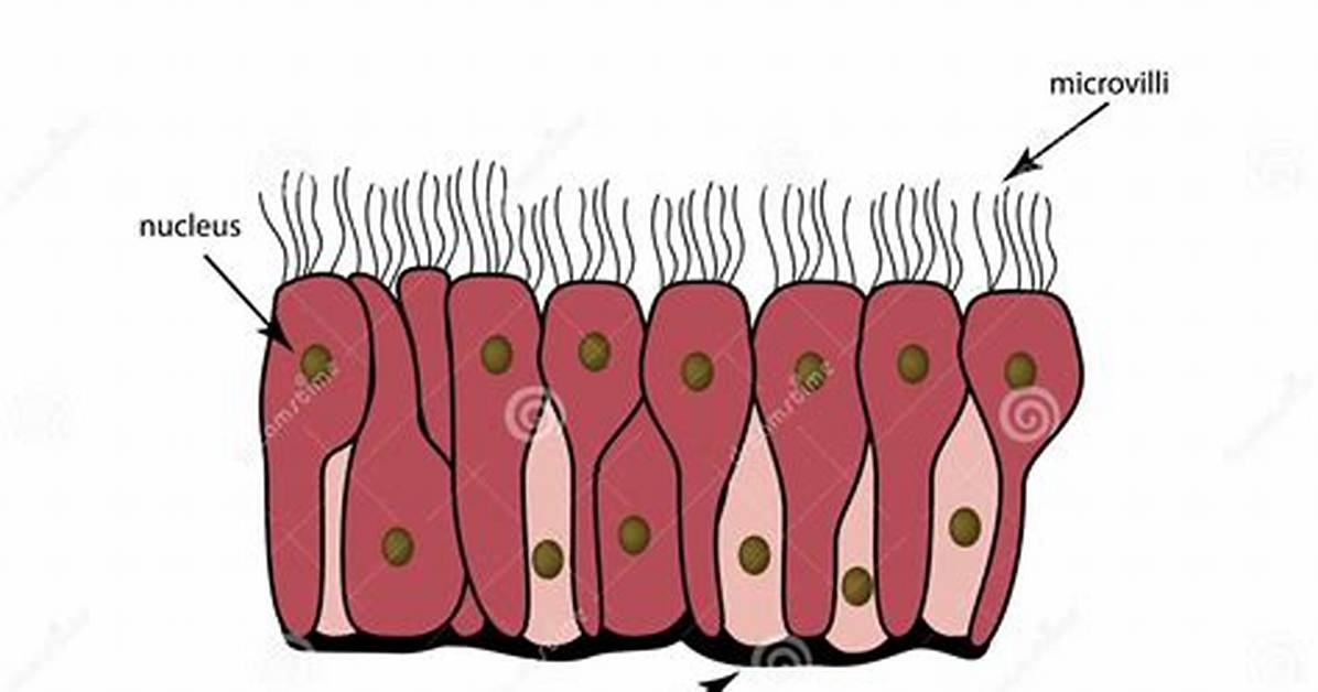 Where Is Ciliated Epithelium Located?