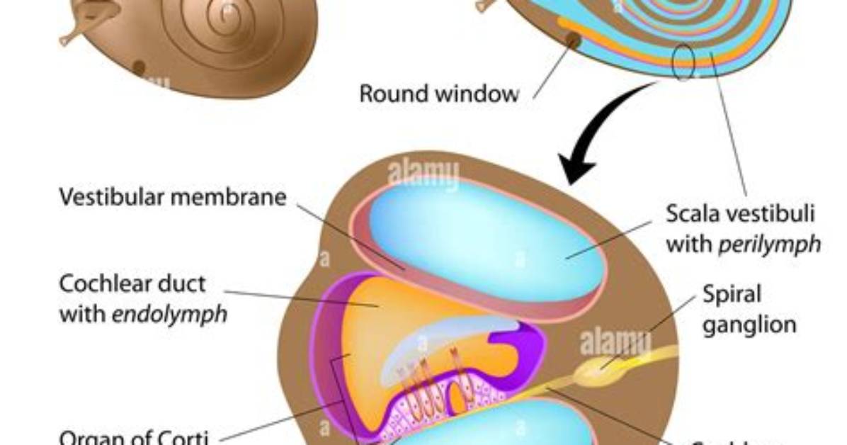 Where Is Cochlea Located