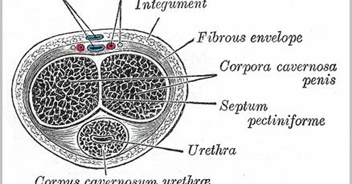 Where Is Corpora Cavernosa Located?
