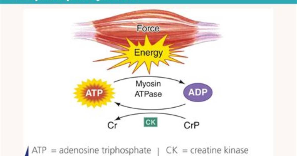 Where Is Creatine Phosphate Stored?