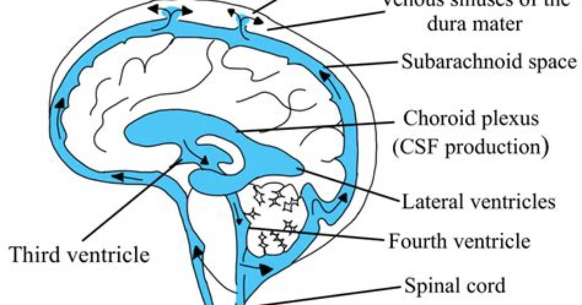 Where Is Csf Produced?