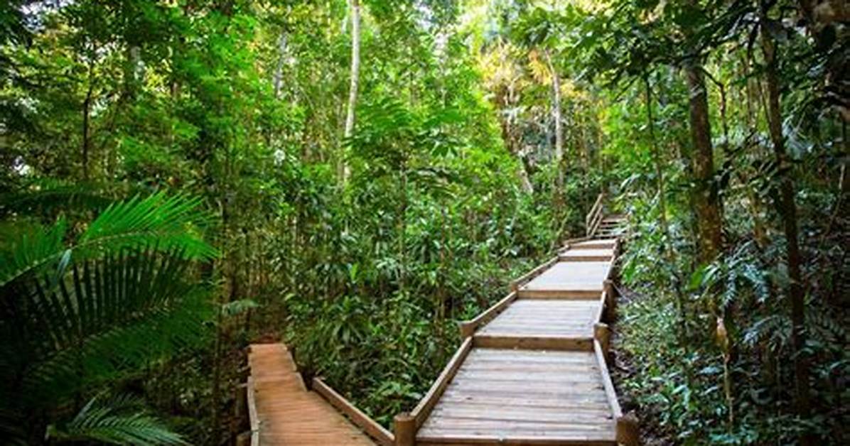 Where Is Daintree Forest?