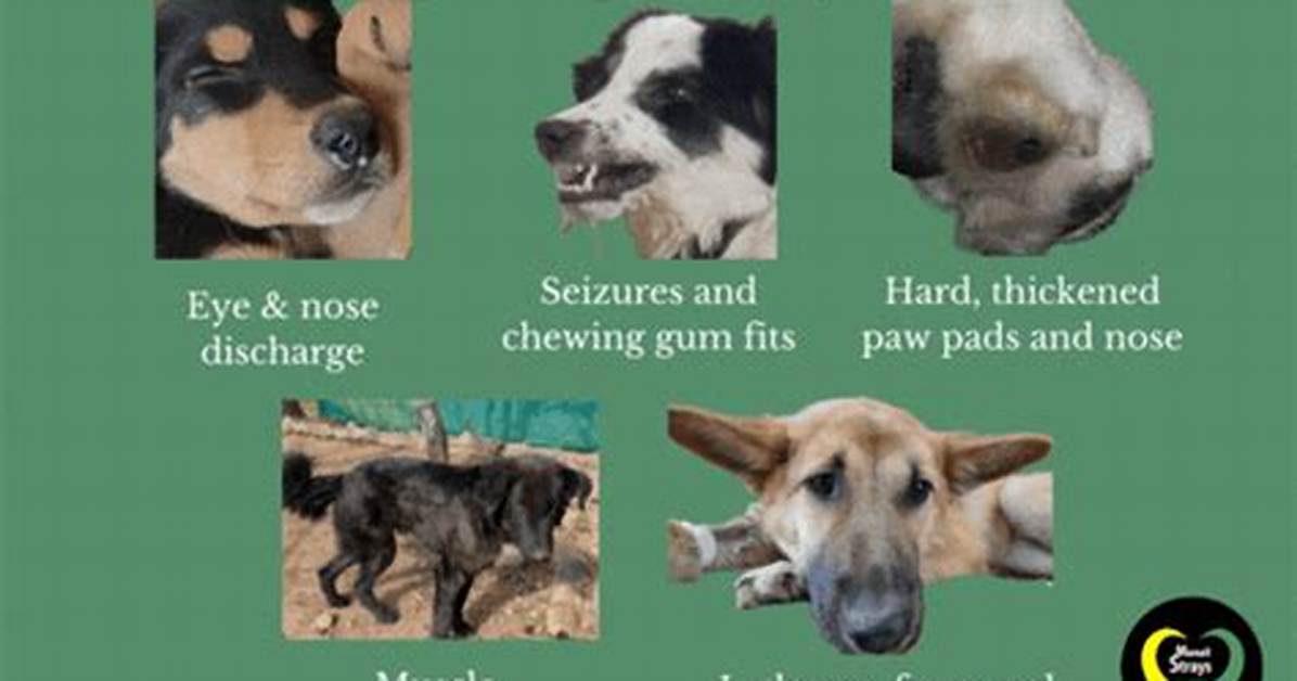 Where Is Distemper Common?