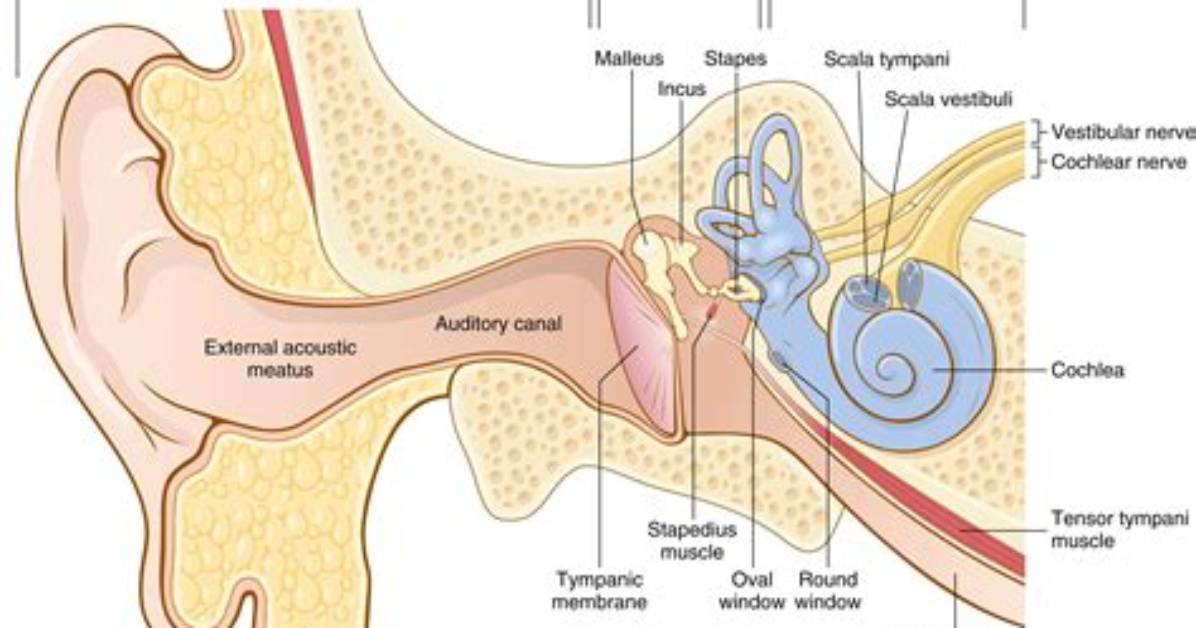 Where Is Eardrum Located?