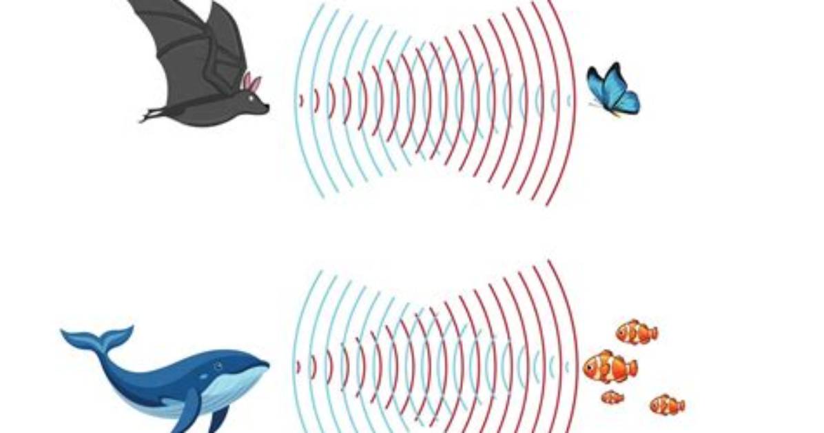 Where Is Echolocation Used