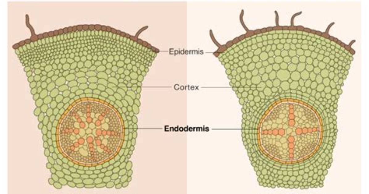 Where Is Endodermis Located?