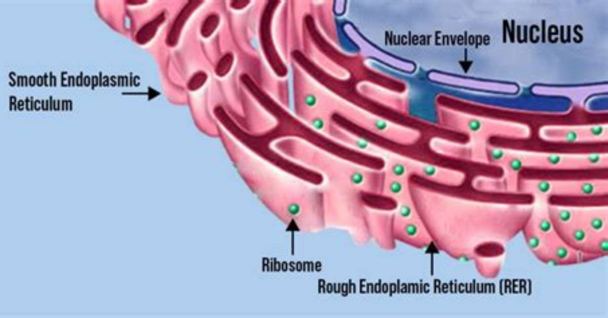 Where Is Ergastoplasm Found?