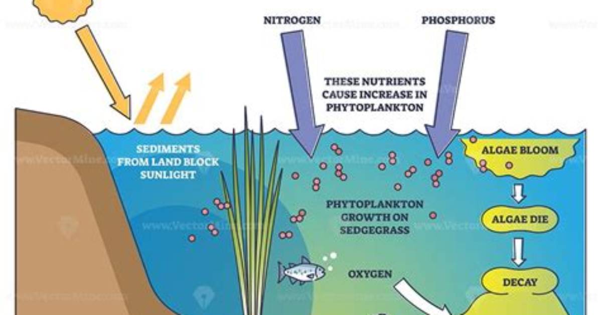 Where Is Eutrophication a Problem?