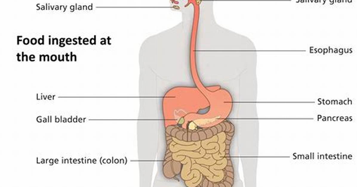 Where Is Food Ingested?