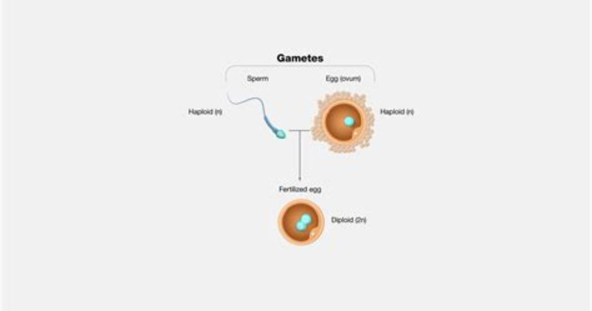 Where Is Gamete Found?