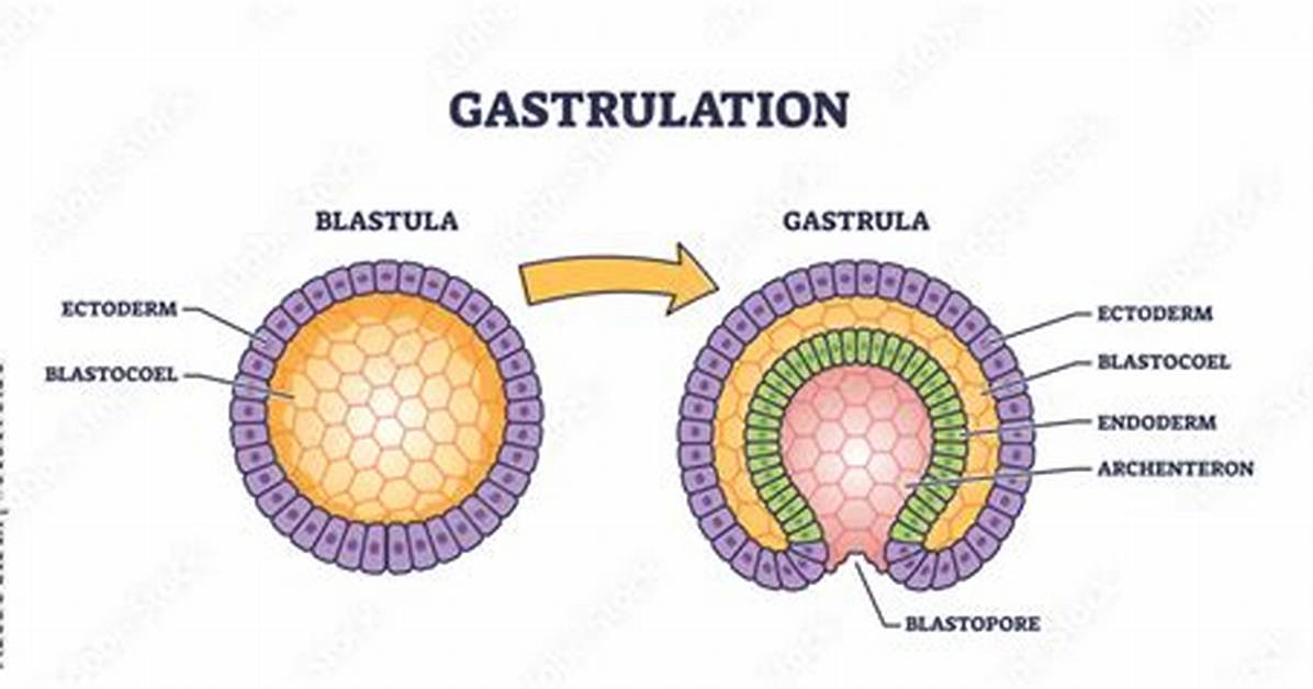 Where Is Gastrulation Found?