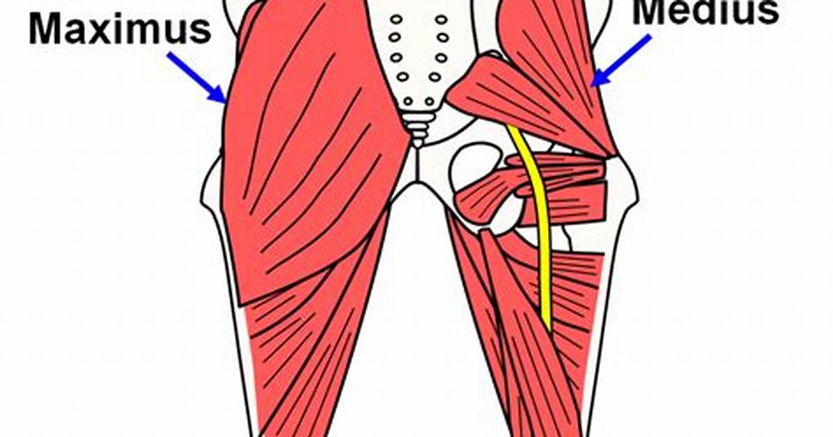 Where Is Gluteus Medius Located
