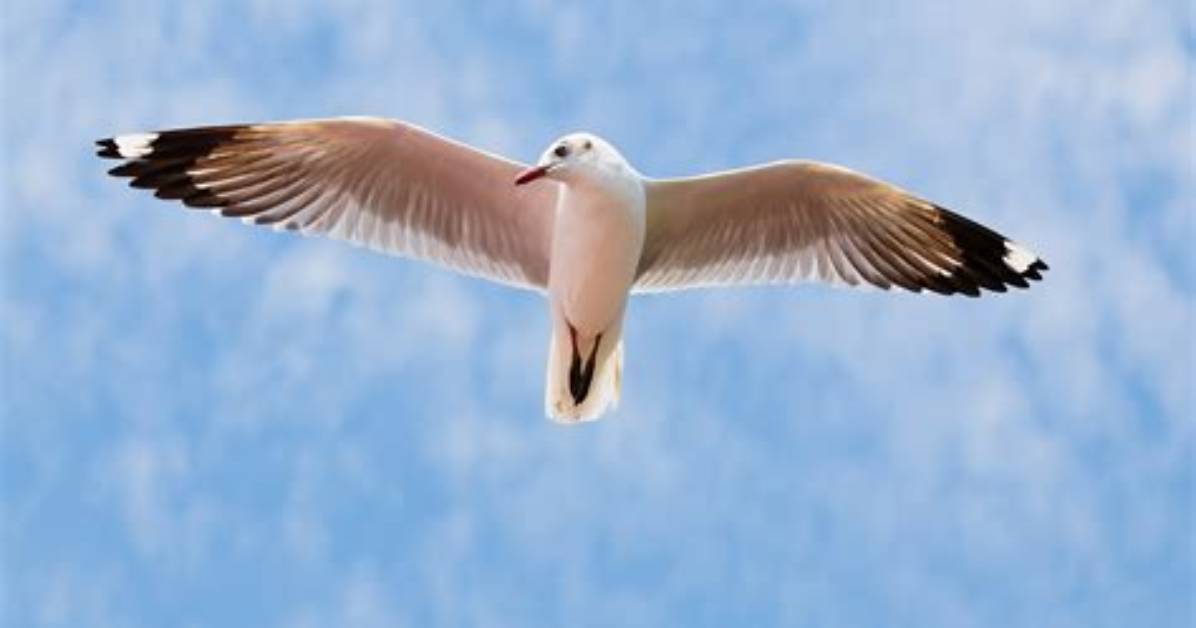 Where Is Gull Wings?