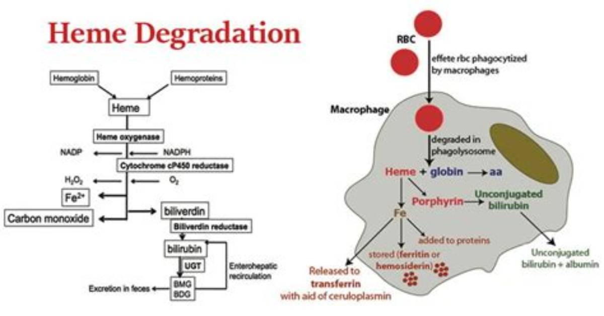 Where Is Heme Produced?