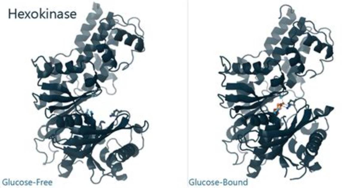 Where Is Hexokinase Found?