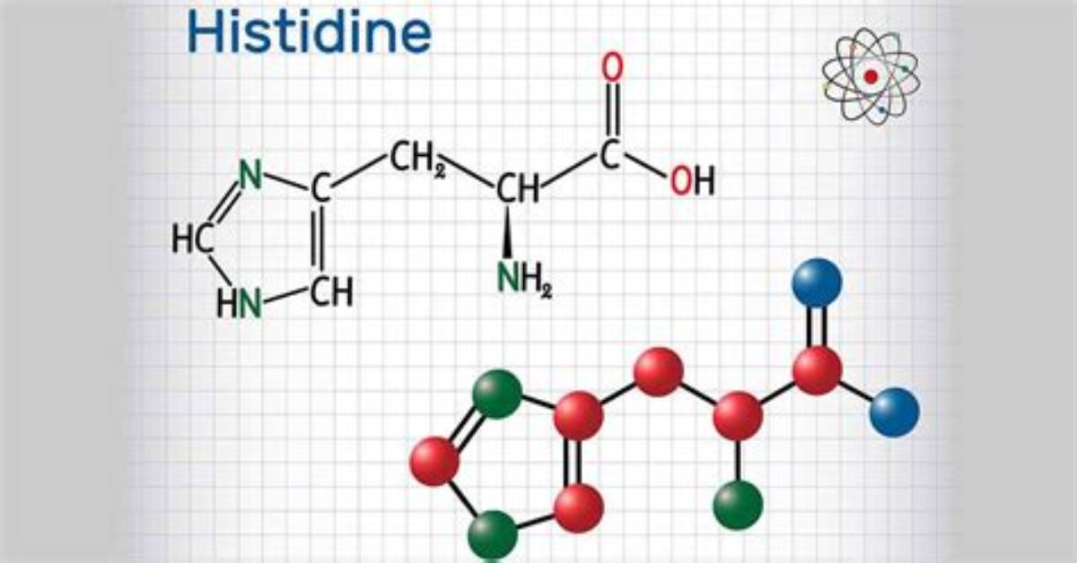 Where Is Histidine Found?